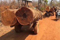 ព្រៃព្រះរកានិងព្រៃឡង់កំពុងរងការបំផ្លាញកាន់តែខ្លាំង លោក សាយ សំអាល់រដ្ឋមន្ត្រីក្រសួងបរិស្ថាននិងលោក វេង សាខុនរដ្ឋមន្ត្រីក្រសួងកសិកម្មរក្សាភាពស្ងៀមស្ងាត់
