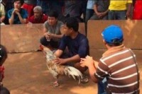 សង្វៀនបញ្ជល់មាន់និងល្បែងស៊ីសងខុសច្បាប់ នៅសេះសរចាប់បើកដំណេីរឡើងវិញហើយ ?