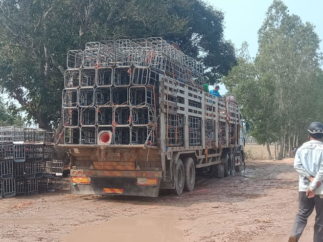 ជិត​ចូលឆ្នាំ​ចិន​យួន ក្បូន​រថយន្ត​ធំៗ​ដឹក​ជ្រូក​របស់​លោកឧ​ញ៉ា ជឹម សុខ កំពុងតែ​សម្រុក​នាំ​ជ្រូក​ពី​ប្រទេស​ថៃ​ចូល​មក​ប្រទេស​ខ្មែរ​និង​ឆ្លងកាត់​ខេត្ត​ស្វាយរៀង​ទៅ​តាម​ច្រករបៀង​ព្រំដែន​កែវ​ជះ​យកទៅលក់​នៅ​ប្រទេស​វៀតណាម​បាន​យ៉ាង​រលូន​.!