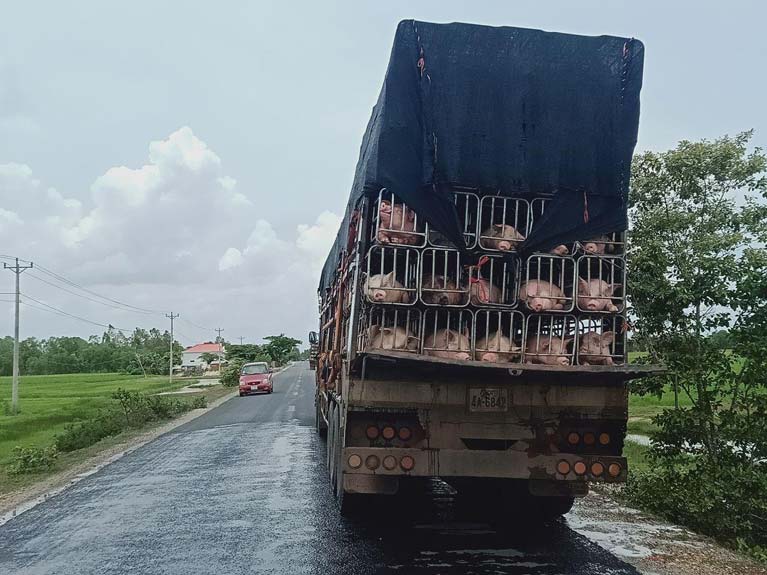 លោក​ឧកញ៉ា​ជឹម សុខ ជា​មេ​ឈ្មួញ​នាំ​ជ្រូក​មកពី​ប្រទេស​ថៃ ចូល​ស្រុក​ខ្មែរ​ឆ្លងកាត់​ជា​ច្រេី​ន​ខេត្ត និង បន្ត​យកទៅ​លក់​នៅ​ប្រទេស​វៀតណាម តាម​ច្រករបៀង​បឹង ហ៊ិ​ត​បាន​យ៉ាង​រលូន .!