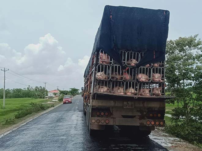 លោក ឡឺ​េ​វ ជា​មេ​ឈ្មួញ​ជ្រូក​ចាស់វស្សា​ប្រចាំ​ខេត្ត​ព្រៃវែង នាំ​ជ្រូក​មកពី​ប្រទេស​ថៃ ចូល​ស្រុក​ខ្មែរ​ឆ្លងកាត់​ជា​ច្រើន​ខេត្ត និង យក​មក​ស្តុប​ទុក្ខ​ក្នុងផ្ទះ​ខ្លួនឯង​ផ្ទាល់ ហើយ​បន្ត​ចែក​ចែកចាយ​ក្នុង​ទឹកដី​ផ្សារ​ក​អណ្តើក​ឃុំ​ប្រសាទ​បាន​យ៉ាង​រលូន .!