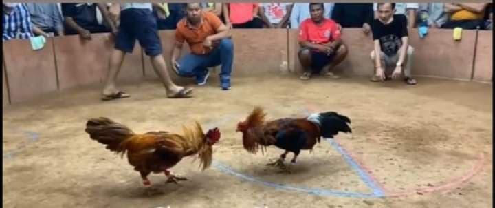បន​ល្បែងស៊ីសង​ដ៏​ធំ របស់​លោក​ពិន តន ខុសច្បាប់​កើត​ពេញបន្ទុក ក្នុង​ក្រុង​បាន​លុង ជា​ប្រភព​ចំណូល របស់​មន្ត្រី​ធំៗ​ក្នុង​ខេត្ត​រតនគិរី​?