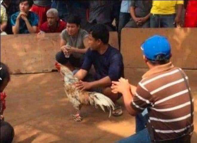 សង្វៀន​បញ្ជល់មាន់​និង​ល្បែងស៊ីសង​ខុសច្បាប់ នៅ​សេះសរ​ចាប់​បើក​ដំណេីរ​ឡើងវិញ​ហើយ ?