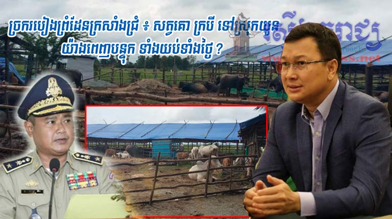 លោក ស៊ិន វិសាល នាយ​ប៉ុស្តិ៍​នគរបាល​ច្រករបៀង​ព្រំដែន​ក្រសាំង​ជ្រំ បើ​កដៃ​ឲ្យ​ក្រុម​ឈ្មួញ នាំ​សត្វ​គោ ក្របី ទៅ​ស្រុក​យួន យ៉ាង​ពេញបន្ទុក ទាំង​យប់​ទាំង​ថ្ងៃ ?